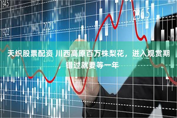 天织股票配资 川西高原百万株梨花，进入观赏期，错过就要等一年